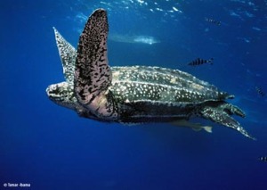 leatherback-underwater